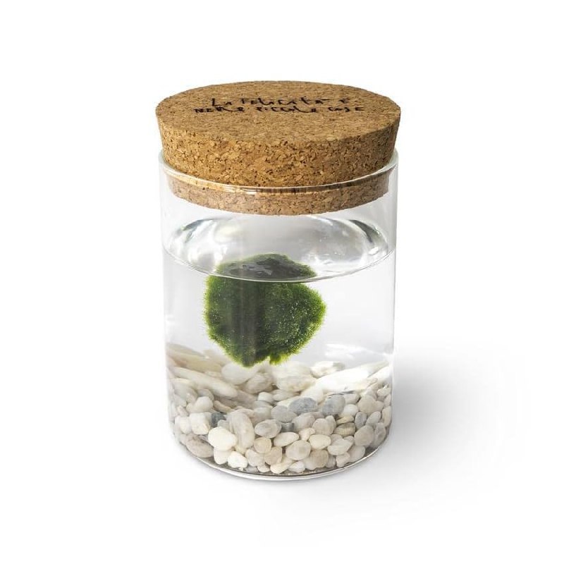 Marimo Original Sughero fino al 10% off Deal