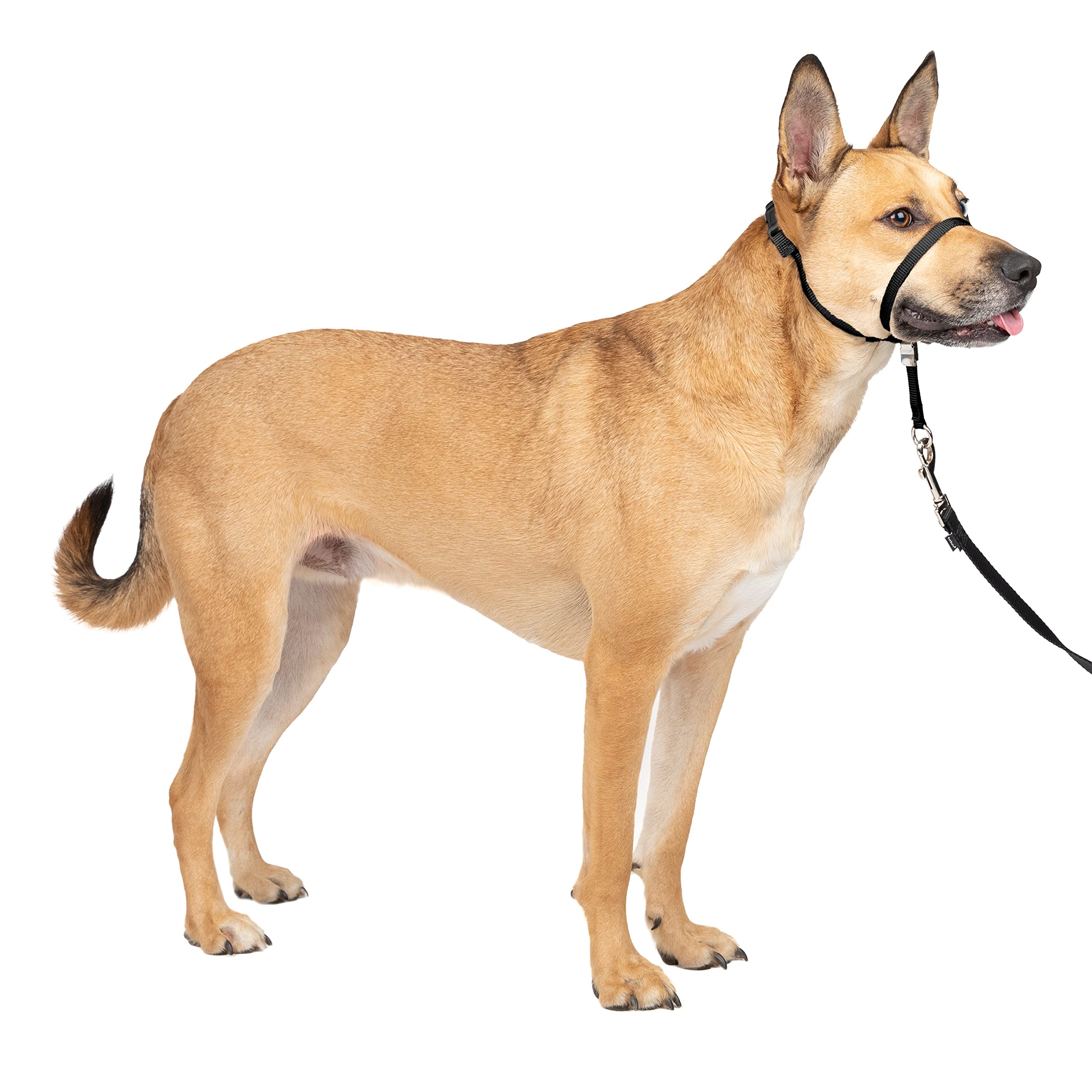 PetSafe – Collare Easy Walk fino al 22% off Deal